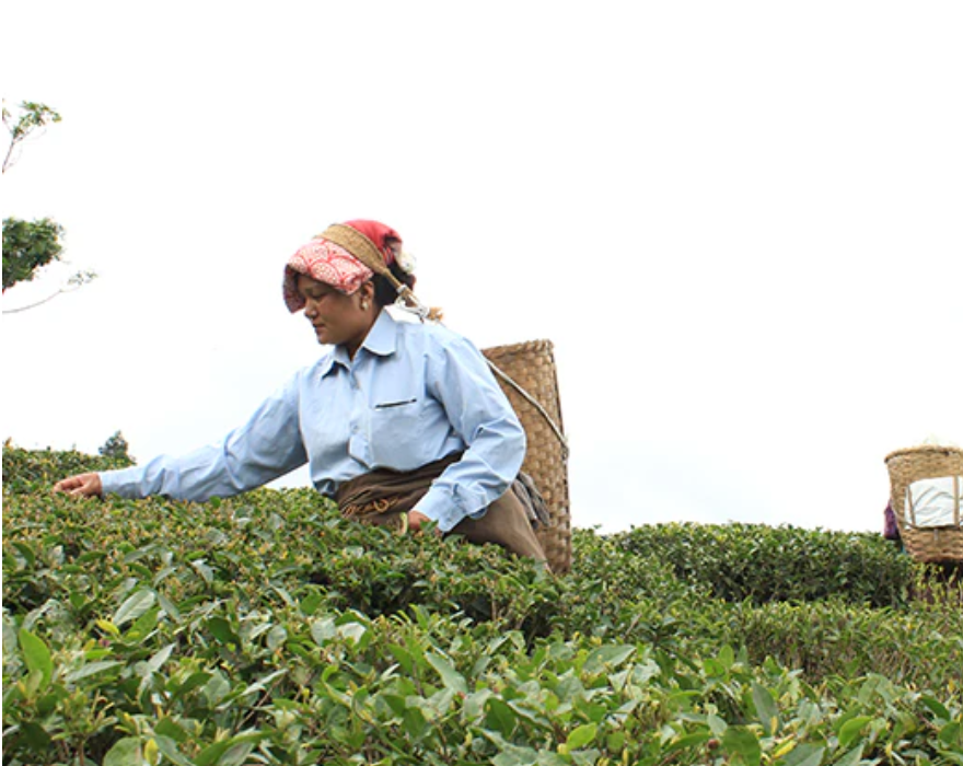 Lady picking tea leaves